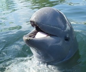 Pod of Endangered Dolphins Discovered - Gansbaai Daily News